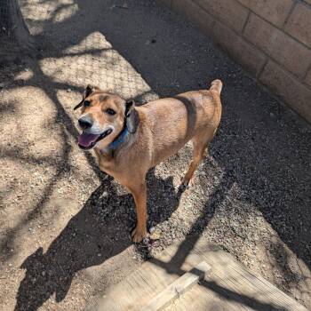 Brisket -  Beagle Dog for Adoption in Mountain Center, California - Brisket | PetCurious