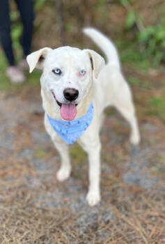 Rescue Husky and American Staffordshire Terrier Dogs for Adoption in Ellijay, Georgia - Chance | PetCurious