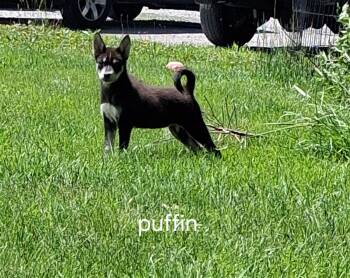 Pit Bull Terrier and Husky Dogs Available for Adoption in Urbana, Ohio - Puffin | PetCurious