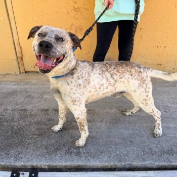 Cattle Dog Dogs Available for Adoption in Chattanooga, Tennessee - Chevy HW | PetCurious