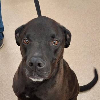 Black Labrador Retriever and Mixed Breed Dogs Available for Adoption in Zanesville, Ohio - Chevy | PetCurious