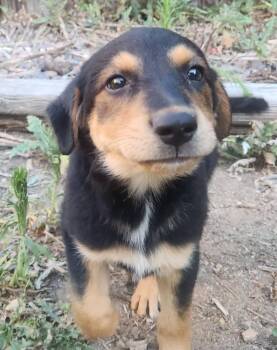 Sally -  Shepherd and Australian Shepherd Dog for Adoption in Colorado Springs, Colorado - Sally | PetCurious