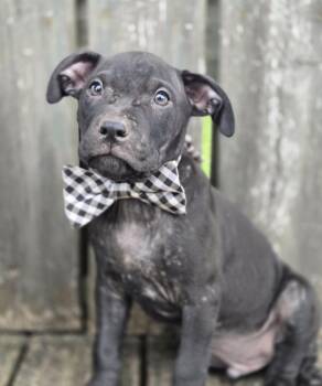 Dexter (Dx10) -  Affenpinscher Dog Available for Adoption in Hartsville, South Carolina - Dexter (Dx10) | PetCurious