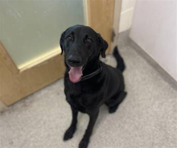 ZEUS -  Labrador Retriever Dog for Adoption in Loveland, Colorado - ZEUS | PetCurious