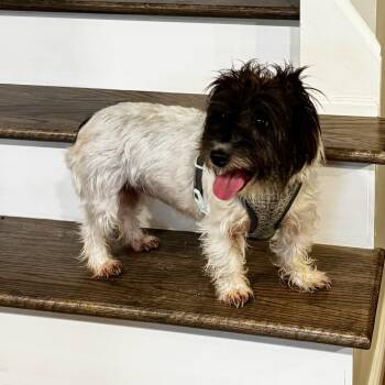 Maple -  Jack Russell Terrier Dog for Adoption in Homer Glen, Illinois - Maple | PetCurious