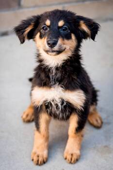 Australian Cattle Dog Blue Heeler Dogs Available for Adoption - Safiya | PetCurious