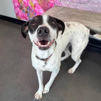 Princess Elsa -  Catahoula Leopard Dog and Mixed Breed Dog for Adoption in Normal, Illinois - Princess Elsa | PetCurious
