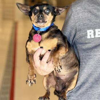 Chihuahua Dogs Available for Adoption in Chicago, Illinois - Dozer | PetCurious