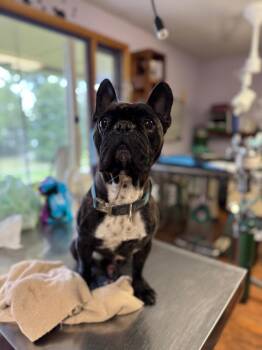 Leo -  French Bulldog Dog for Adoption in Princeton, Massachusetts - Leo | PetCurious