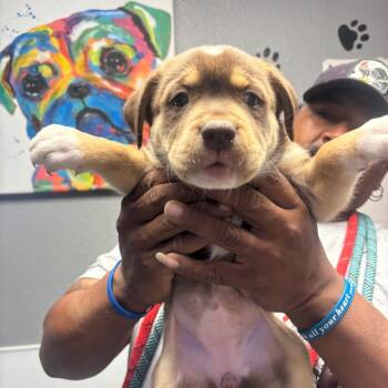 Rottweiler and Mixed Breed Dogs Available for Adoption in Casa Grande, Arizona - Jewels | PetCurious