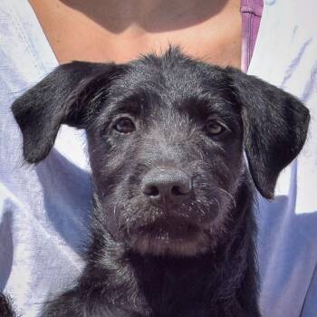 Kennedy -  Irish Wolfhound and Black Labrador Retriever Dog for Adoption in Huntley, Illinois - Kennedy | PetCurious