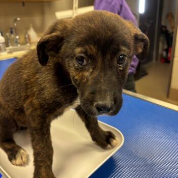 English Bulldog and Shepherd Dogs Available for Adoption in Hinesville, Georgia - Capri | PetCurious