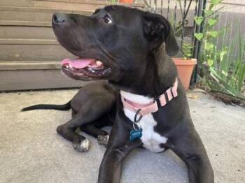 Brownie -  Mixed Breed Dog for Adoption in Atlanta, Georgia - Brownie | PetCurious