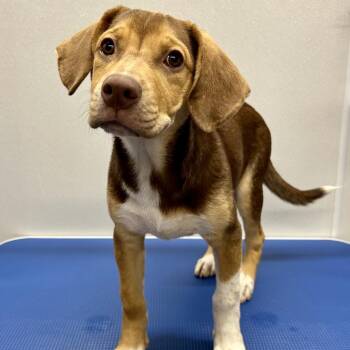 Bluegrass -  Beagle and Mixed Breed Dog for Adoption in Saint Joseph, Missouri - Bluegrass | PetCurious