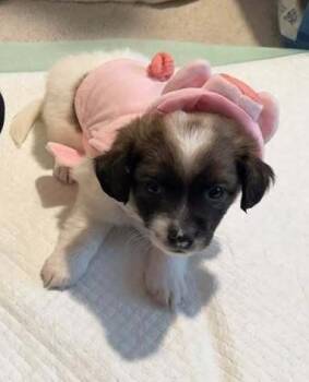 San Pellegrino -  Beagle and Chihuahua Dog Available for Adoption in Dale City, Virginia - San Pellegrino | PetCurious