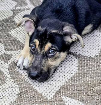 Gretel -  Shepherd Dog for Adoption - Gretel | PetCurious