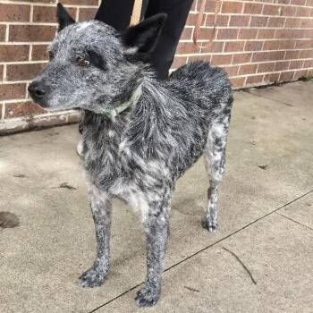 Tessa -  Australian Cattle Dog Blue Heeler Dog for Adoption in Waterloo, Iowa - Tessa | PetCurious