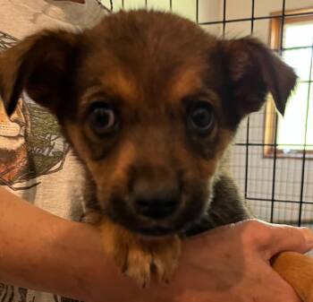 Aria -  Australian Cattle Dog Blue Heeler and Shepherd Dog for Adoption in Thompson Falls, Montana - Aria | PetCurious
