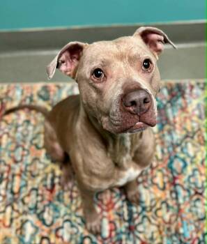 Pit Bull Terrier Dogs Available for Adoption in Merrillville, Indiana - Nala | PetCurious