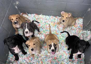 Buster -  Mixed Breed Dog for Adoption in Danielsville, Georgia - Buster | PetCurious