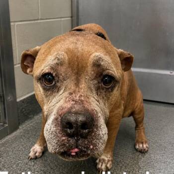 Delani -  Pit Bull Terrier and Mixed Breed Dog for Adoption in Spring Hill, Kansas - Delani | PetCurious