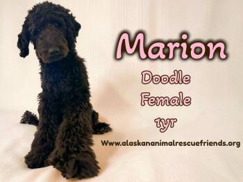 Standard Poodle and Labrador Retriever Dogs Available for Adoption in Anchorage, Alaska - Marion | PetCurious