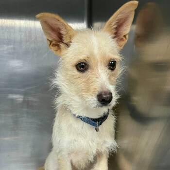 Rescue Wirehaired Terrier Dogs for Adoption in Henderson, Kentucky - Augustine | PetCurious