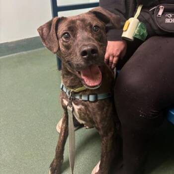 Pit Bull Terrier and Mixed Breed Dogs Available for Adoption - Aries | PetCurious