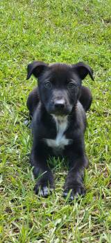 Mixed Breed Dogs Available for Adoption in Marion, Mississippi - Steve | PetCurious