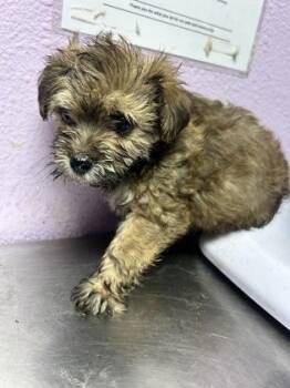 Chihuahua and Mixed Breed Dogs Available for Adoption in El Paso, Texas - 60869822 | PetCurious