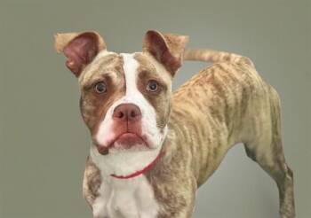 INDY -  Boxer and Mixed Breed Dog for Adoption in Fort Lauderdale, Florida - INDY | PetCurious