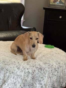 Rescue Dachshund Dogs for Adoption in Staunton, Virginia - SnowBelle | PetCurious