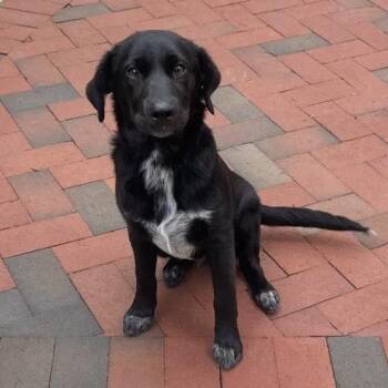 Labrador Retriever Dogs Available for Adoption - Sprout | PetCurious