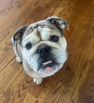 English Bulldog Dogs Available for Adoption in Merrillville, Indiana - Hippolyta | PetCurious