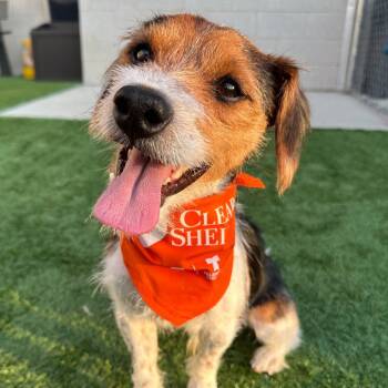 Rescue Mixed Breed Dogs for Adoption in Matteson, Illinois - Rocco | PetCurious