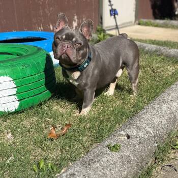 Cheshire -  French Bulldog Dog for Adoption in Waldorf, Maryland - Cheshire | PetCurious