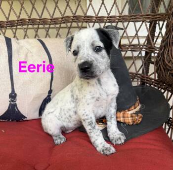 Eerie -  American Staffordshire Terrier Dog for Adoption in Blairstown, New Jersey - Eerie | PetCurious