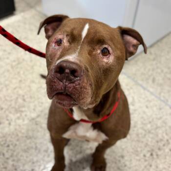Rubble -  Pit Bull Terrier Dog for Adoption in Nashville, Indiana - Rubble | PetCurious
