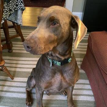 Axel -  Doberman Pinscher Dog for Adoption in Arlington, Virginia - Axel | PetCurious