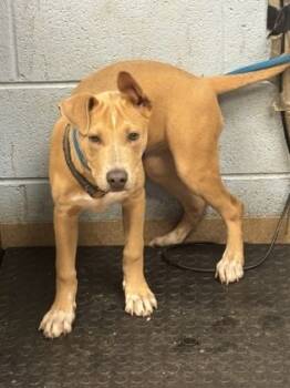 Rescue Mixed Breed Dogs for Adoption in Atlanta, Georgia - Tarzana | PetCurious