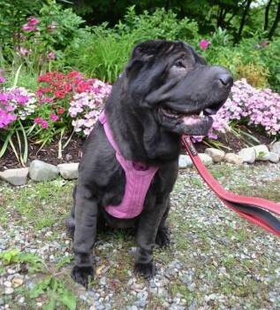 Bell Bottom Nash -  Shar Pei Dog for Adoption in Nashua, New Hampshire - Bell Bottom Nash | PetCurious