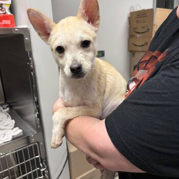 Mixed Breed Dogs Available for Adoption - Kenai  | PetCurious