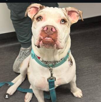 Rescue Bulldog Dogs for Adoption in Redondo Beach, California - Zaza-ADOPT Me!! | PetCurious