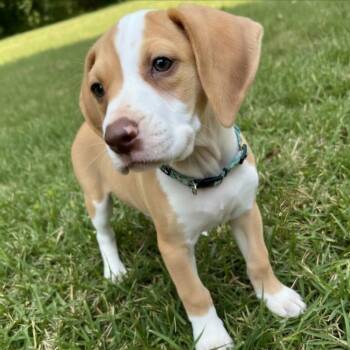 Tui -  Mixed Breed Dog for Adoption in Huntsville, Alabama - Tui | PetCurious