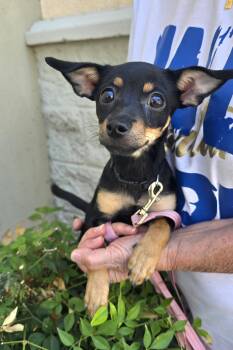 Zoey -  Chihuahua and Miniature Pinscher Dog for Adoption in Tracy, California - Zoey | PetCurious