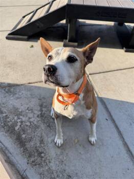 Nova -  American Staffordshire Terrier Dog for Adoption in Elk Grove, California - Nova | PetCurious