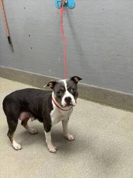 Rescue Pit Bull Terrier Dogs for Adoption in Las Vegas, Nevada - PRAIRIE | PetCurious