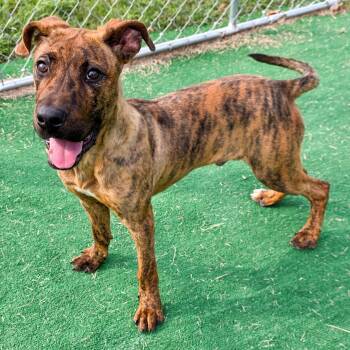 Camo -  Plott Hound Dog for Adoption in Gainesville, Texas - Camo | PetCurious