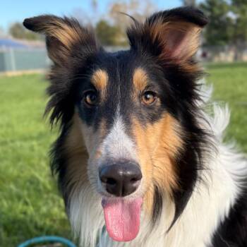 Shetland Sheepdog Sheltie Dogs Available for Adoption in Jefferson, Wisconsin - Abbi | PetCurious