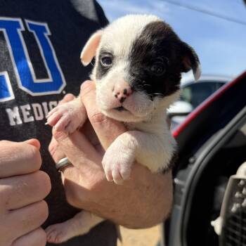 Mixed Breed Dogs Available for Adoption - VHS | PetCurious